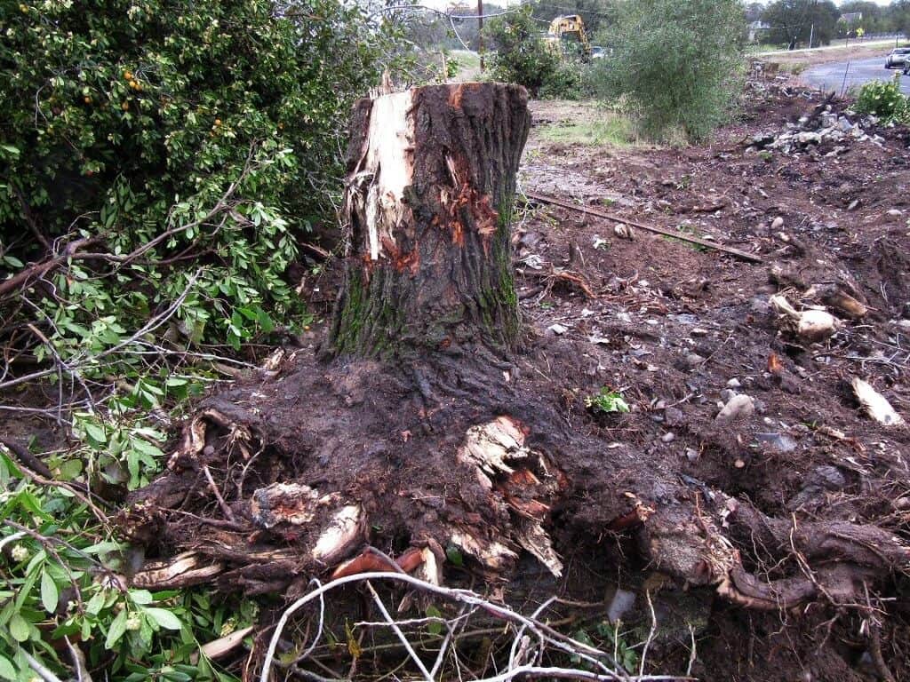 a stump using tree chemicals remove